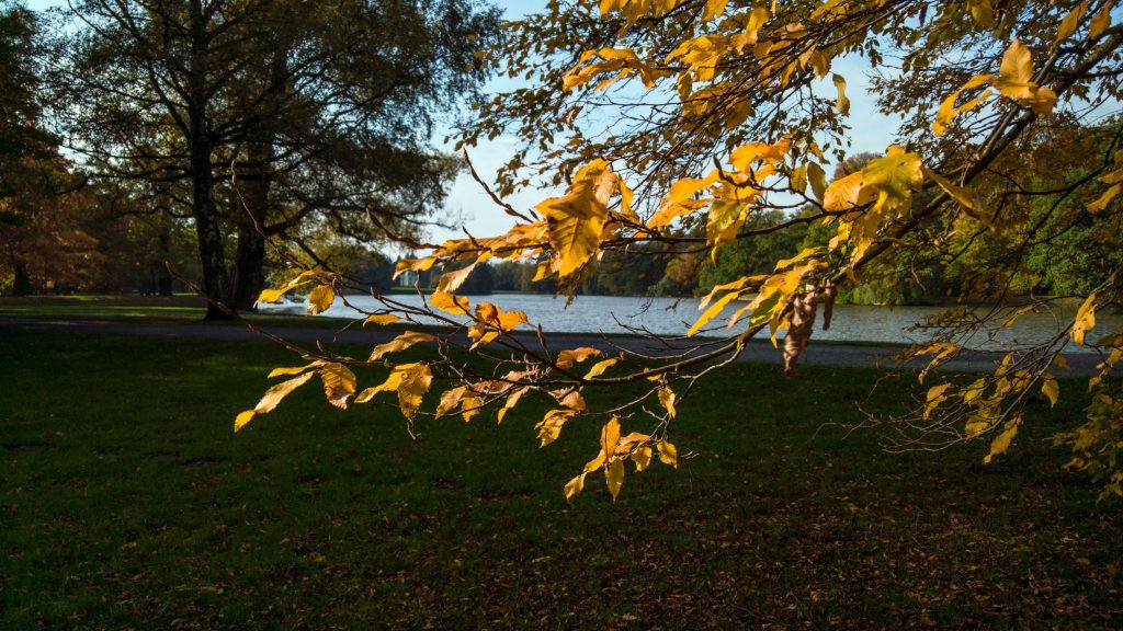 Herbstlaub