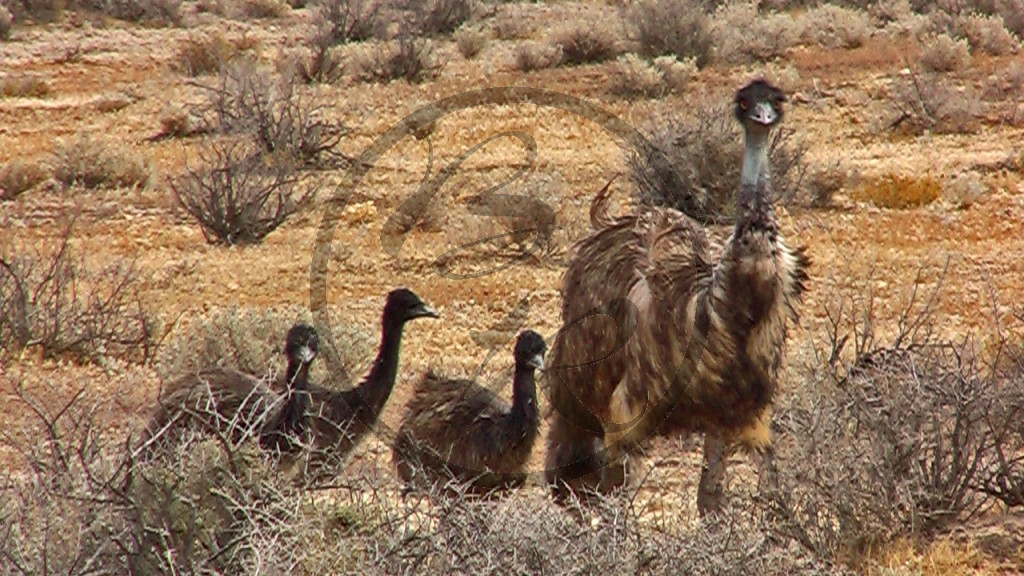 Emus.jpg