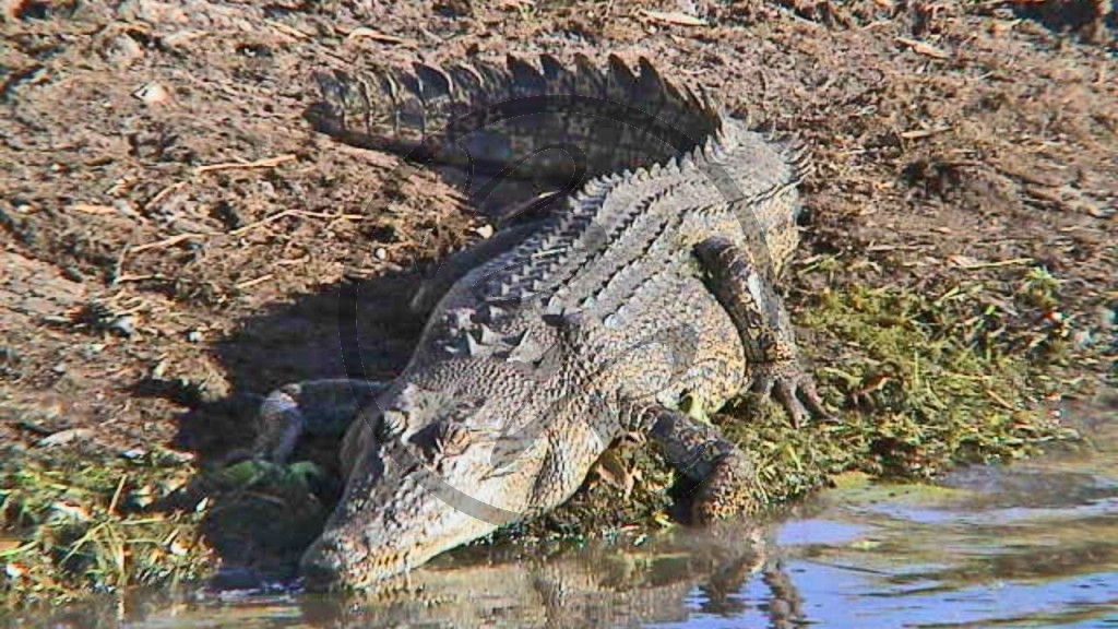 Salzwasserkrokodil.jpg