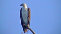 Weibauch-Seeadler [Haliaeetus leucogaster].jpg