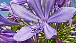 Agapanthus (blau).jpg