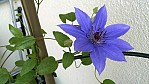 Clematis.jpg