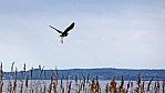 2012_Usedom Achterwasser Reiher.jpg