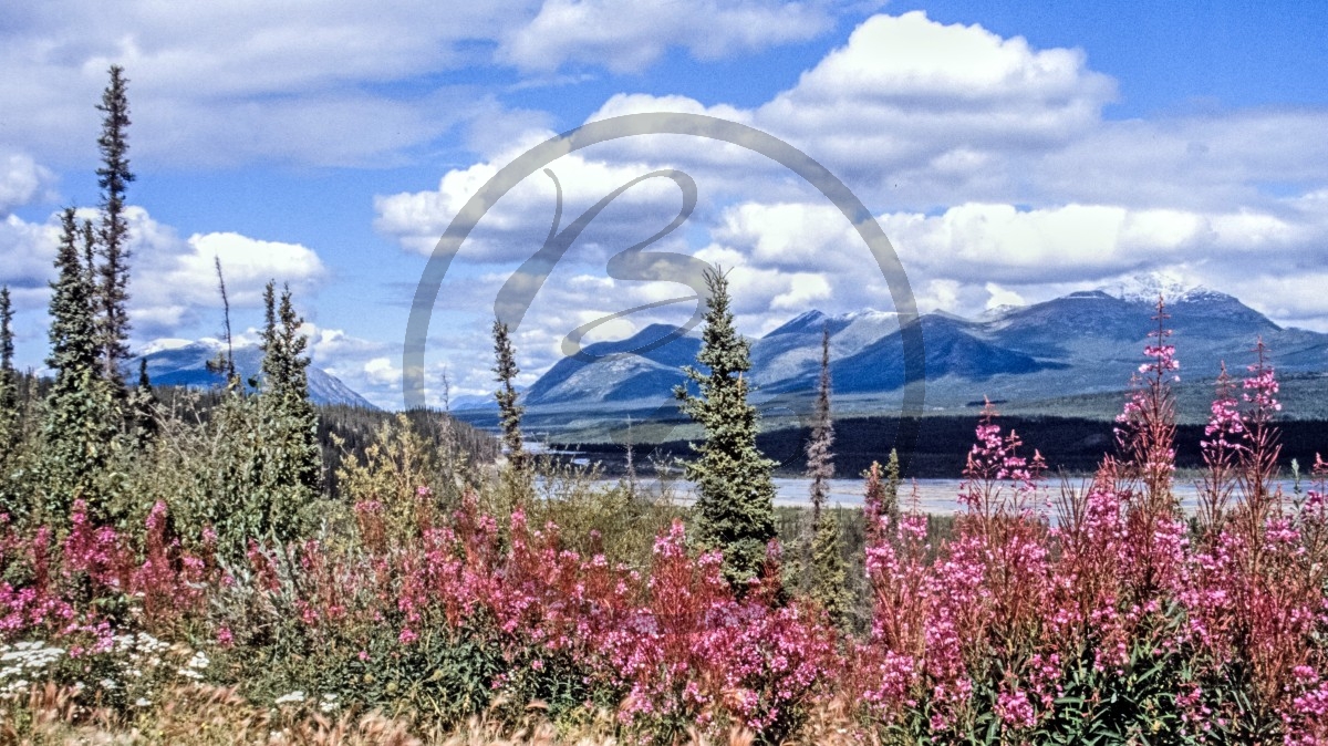 Alaska Wrangell Mountains _C01-05-15.jpg