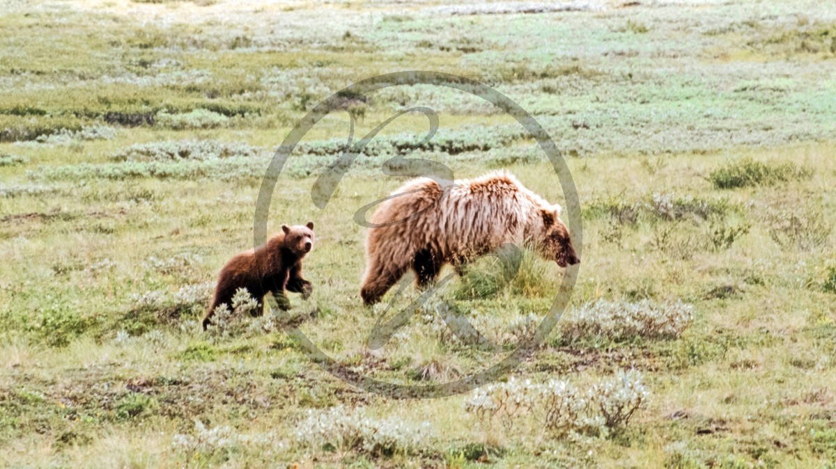 Alaska_Bärin mit Jungtier - Denali Nationalpark_C01-03-49.jpg