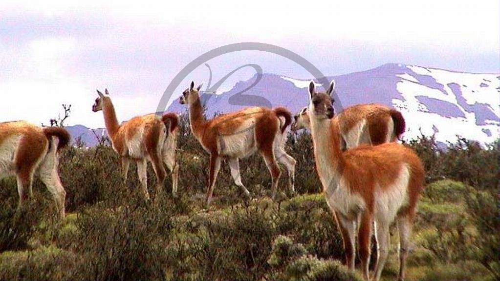 Chile Guanacos (2000)_093.JPG