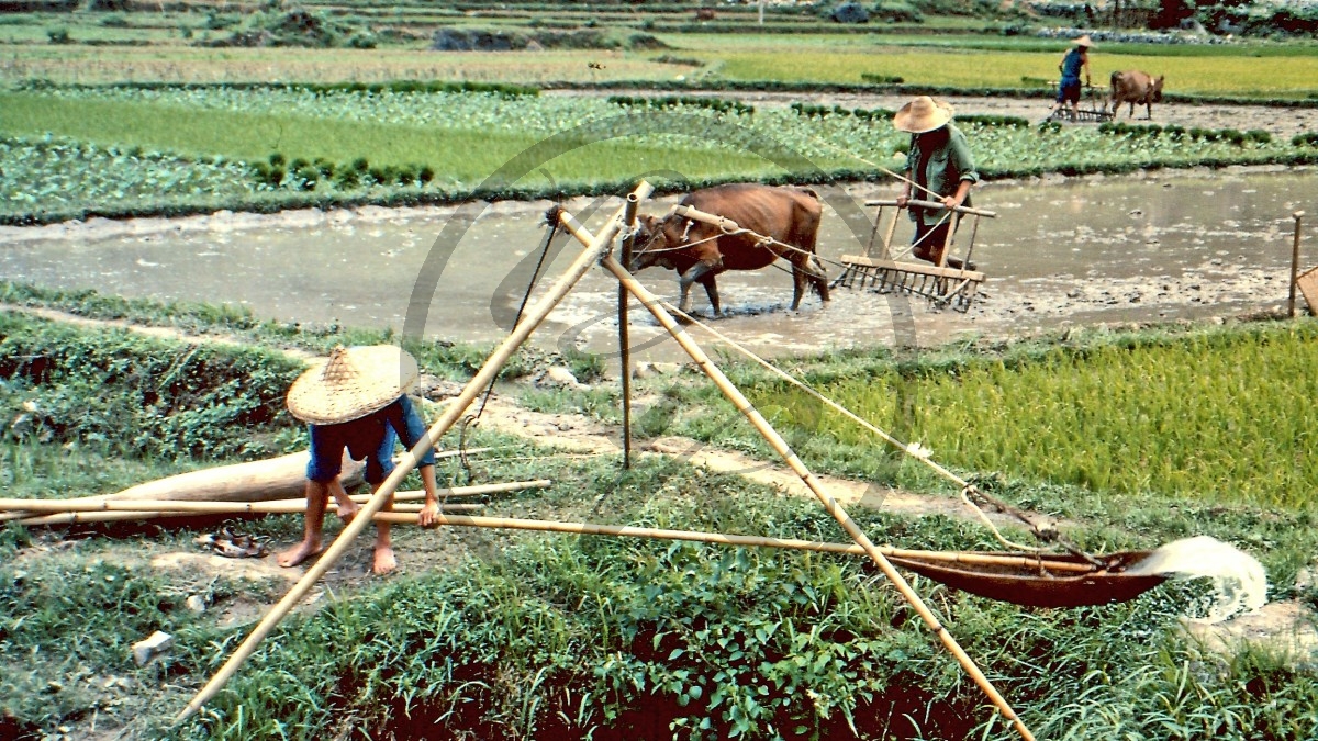 China Reisbauern_C08-16-01.jpg