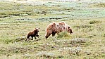 Alaska_Brin mit Jungtier - Denali Nationalpark_C01-03-49.jpg