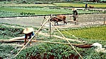 China Reisbauern_C08-16-01.jpg