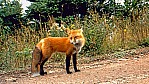 Nova Scotia Fuchs_C12-11-25.jpg