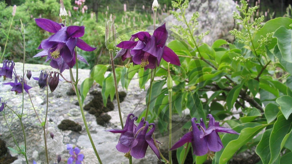 Aostatal Alpenblüten (2005)_042.jpg