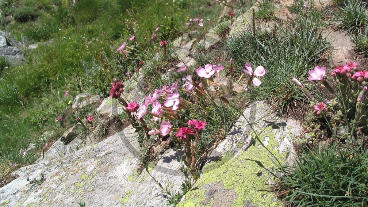 Aostatal Alpenblüten (2005)_079.jpg