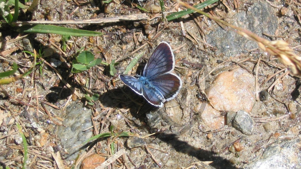 Aostatal Schmetterling (2005)_216.jpg