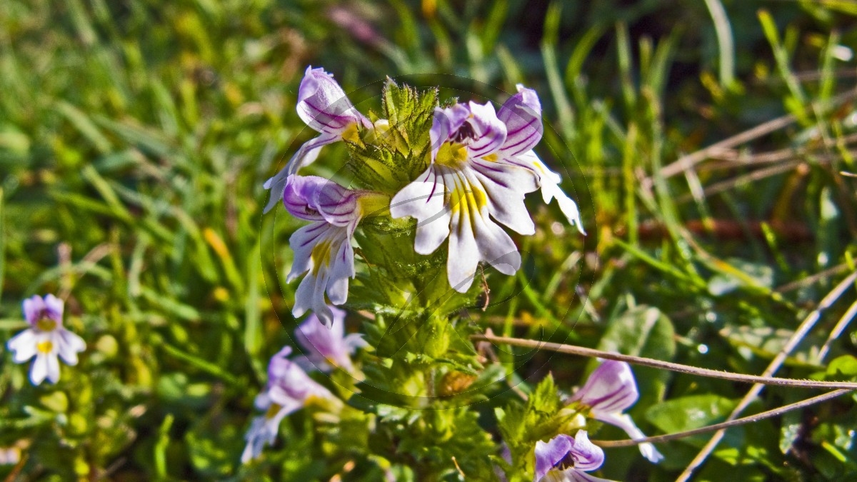 Appenzell_C0436.jpg