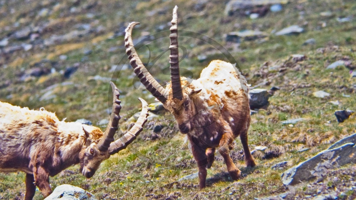 Steinböcke - Gran Paradiso Nationalpark (1989)_D06-07-04.jpg