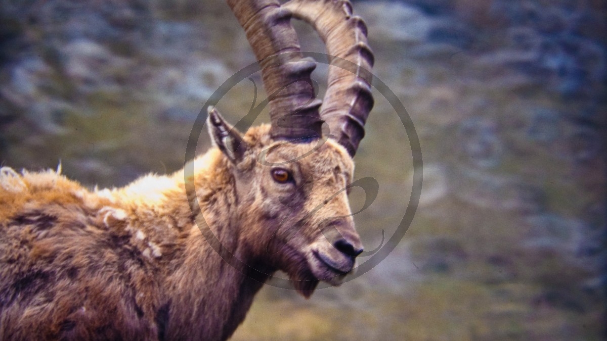 Steinbock - Gran Paradiso Nationalpark (1989)_D06-07-10.jpg