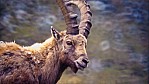 Steinbock - Gran Paradiso Nationalpark (1989)_D06-07-10.jpg