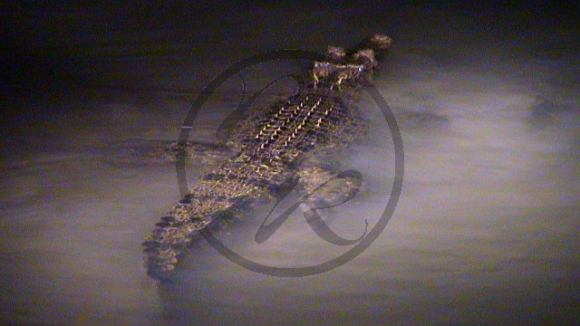 059_Kimberley Cruise - Doubtful Bay, Krokodil bei Nacht (WA-2003-079).jpg