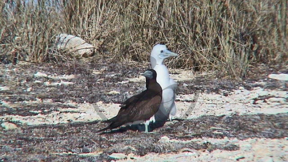 078_Kimberley Cruise - West Lacepede Island, Weißbauchtölpel [Sula leucogaster] - Altvogel mit Küken (WA-2003-103).jpg