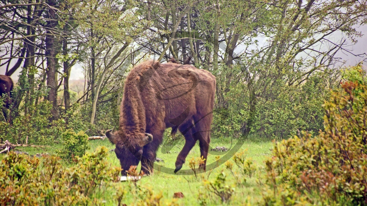 Cuxhaven Sahlenburg Wisent.jpg