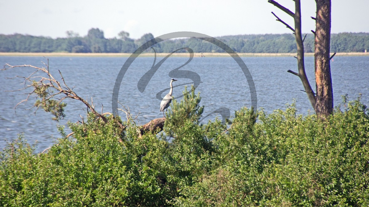 Usedom Achterwasser Reiher.jpg