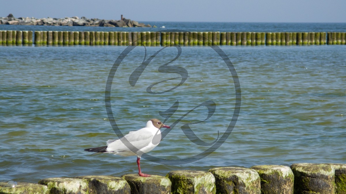 Usedom Lachmöwe.jpg