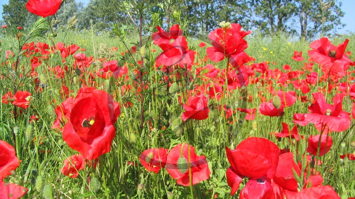 Usedom Mohn.jpg