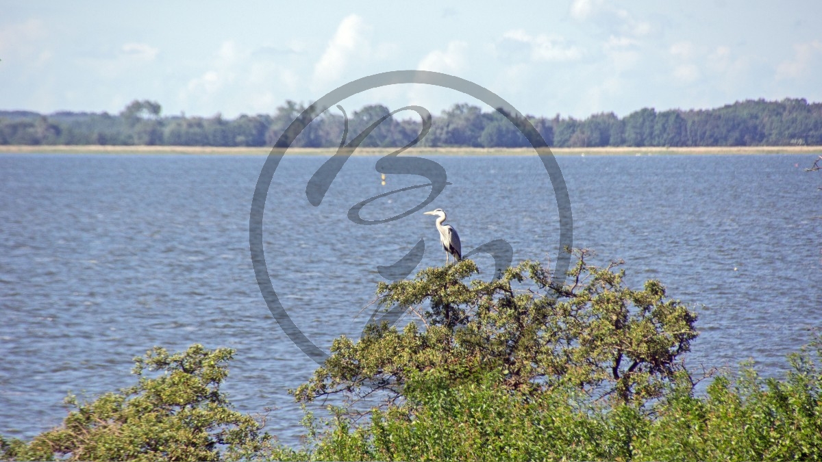 Usedom Reiher.jpg