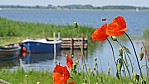 Usedom Achterwasser  Fischerboote Mohn.jpg