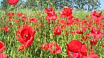 Usedom Mohn.jpg