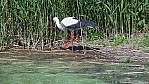 Usedom Storch.JPG