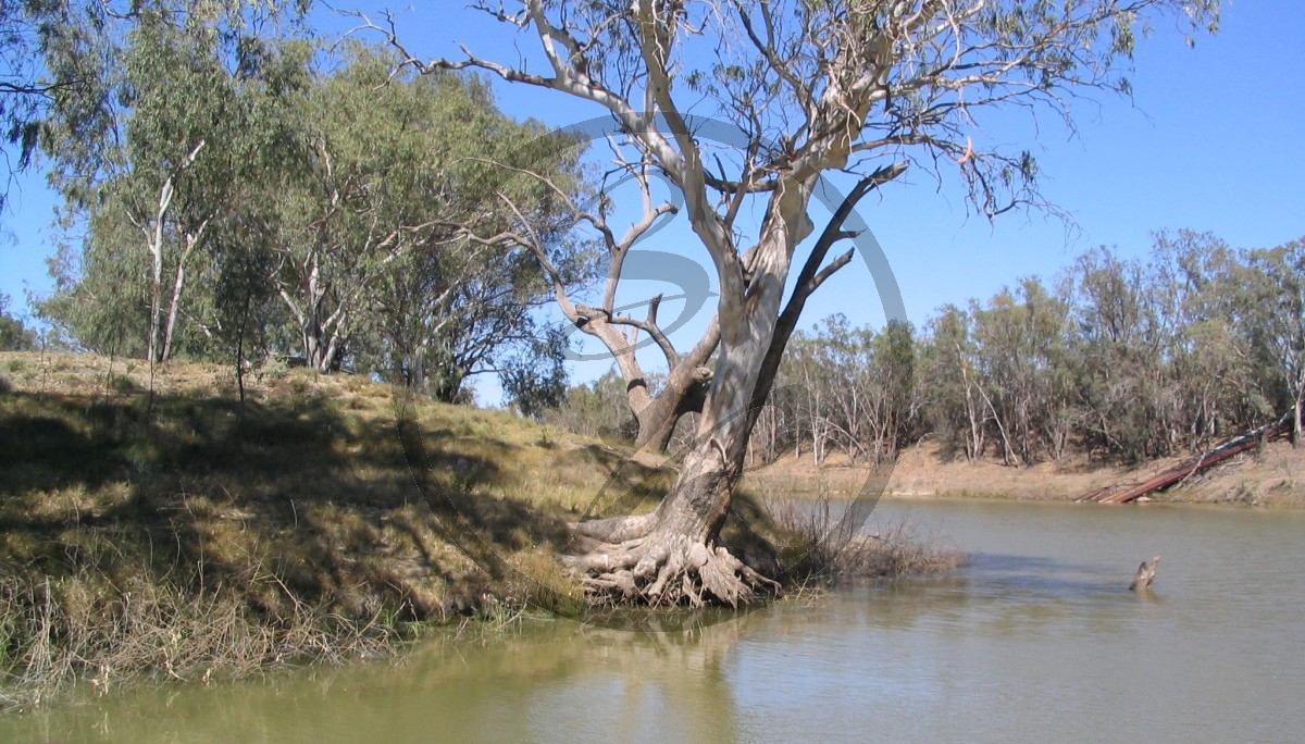 0637_(2007NSW)_C2755.jpg