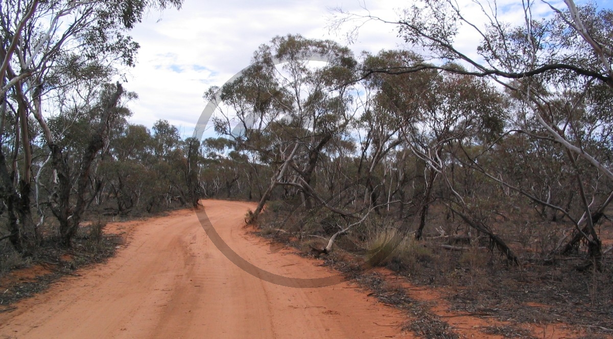 0784_(2007NSW)_C2803.jpg