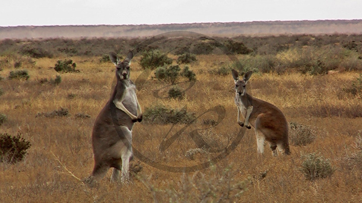 0791_(2007NSW)_P100-0928.jpg