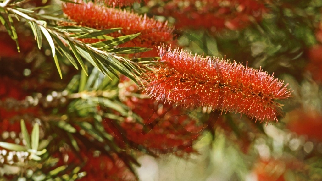 'bottle brush'.jpg