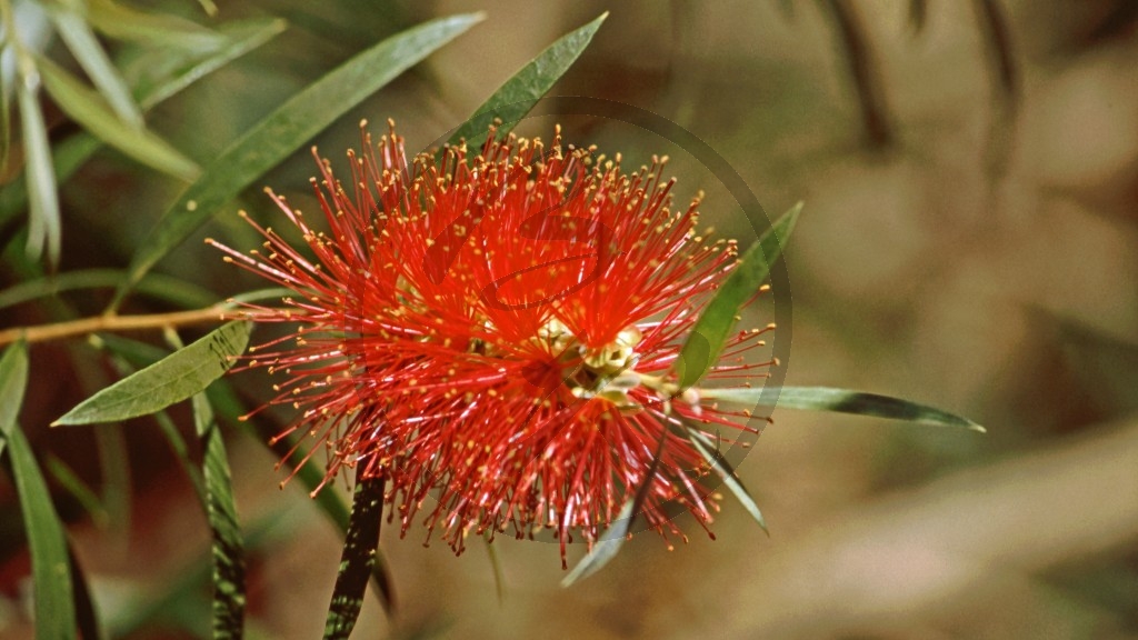 'bottle brush'_2.jpg