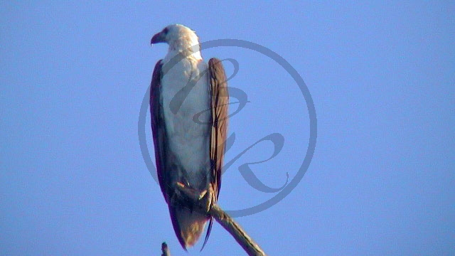 003_Kakadu NP - Weißbauch-Seeadler [Haliaeetus leucogaster] (NT-2003-003).jpg