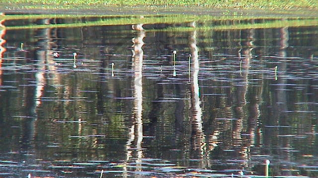 005_Kakadu NP - Spiegelungen im Billabong (NT-2003-004).jpg