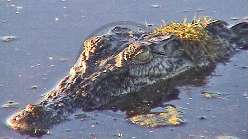 006_Kakadu NP - Yellow Water Billabong Krokodilkopf (2003NT).jpg