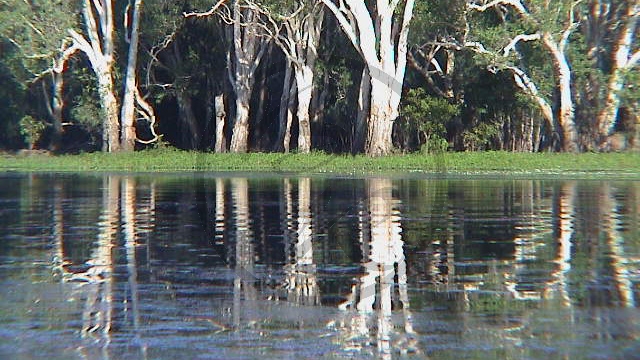 008_Kakadu NP - Spiegelungen im Billabong (NT-2003-005).jpg