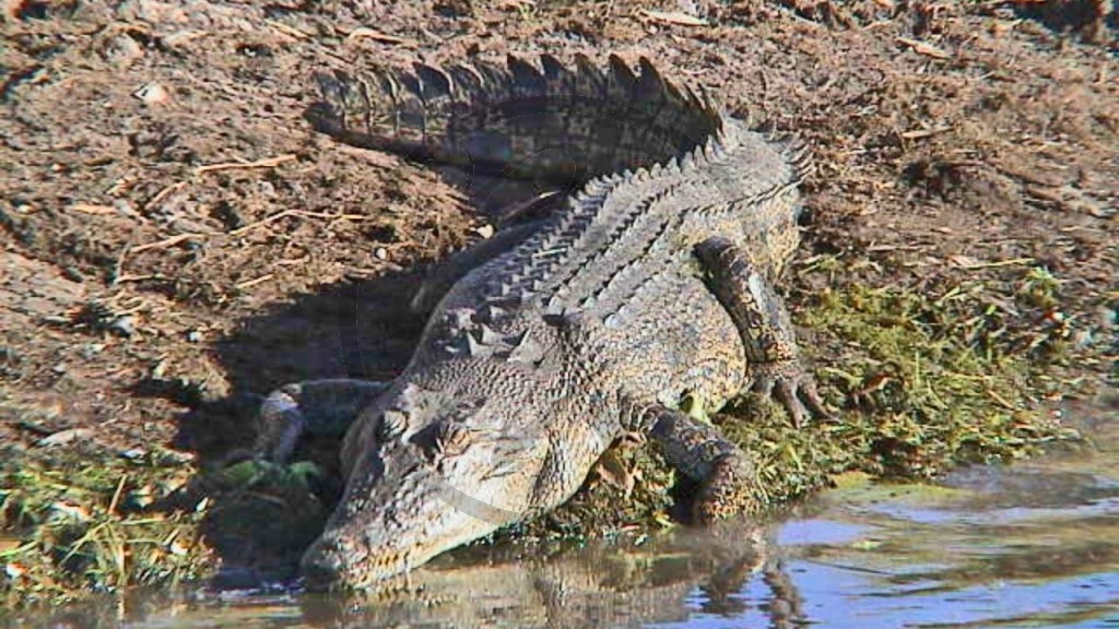 009_Kakadu NP - Yellow Water Billabong, Salzwasserkrokodil (NT-2003-006).jpg