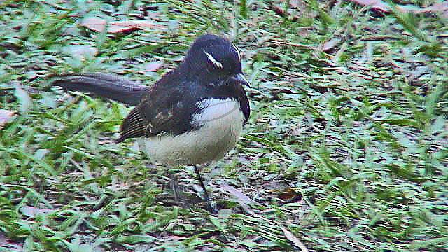 015_Douglas Hot Springs, Gartenfächerschwanz [Rhipidura leucophrys] (NT-2003-017).jpg