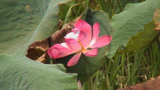 017_Fog Dam, Lotosblüte (NT-2003-019).jpg