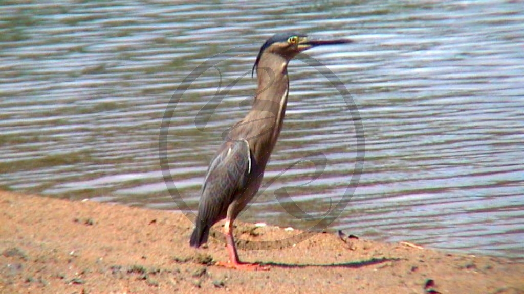 Lake Alexander, Mangrovenreiher [Butorides (Ardeola) striatus]