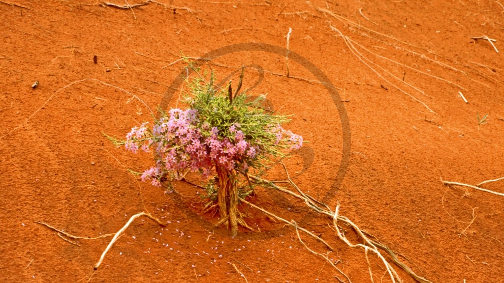 Aus Staub geboren.jpg