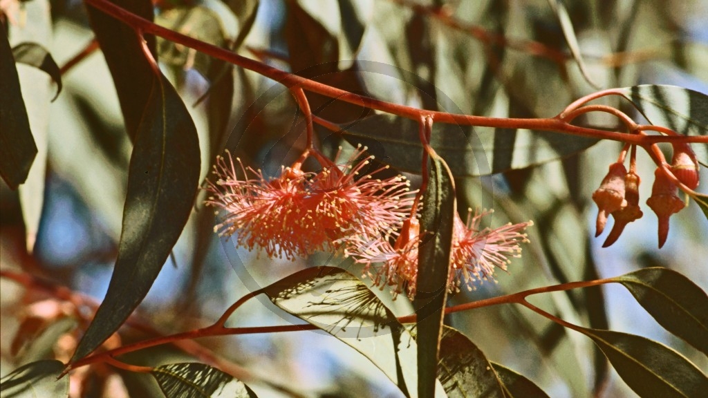 Eukalyptusblüte.jpg