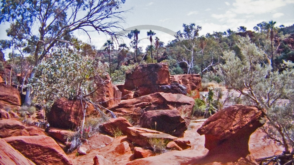 Finke Gorge Nationalpark - Palm Valley_2.jpg