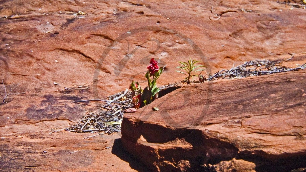 Finke Gorge Nationalpark - Palm Valley_3.jpg