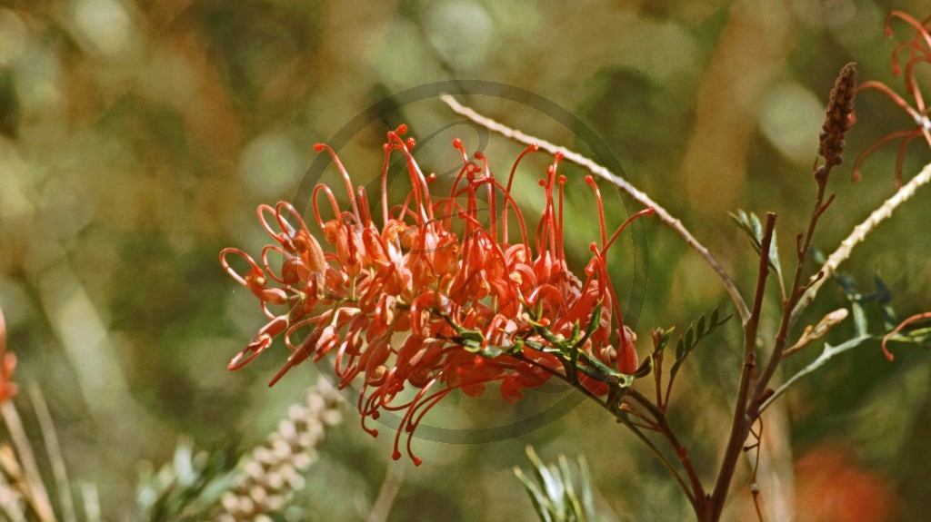 Grevillea.jpg