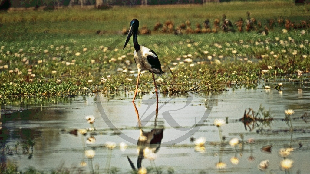 Kakadu Nationalpark - Jabiru.jpg